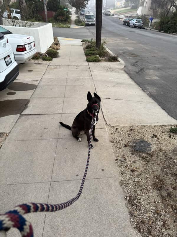 A picture of a black dog named Bowie sitting, taken on December 13 2025 at 6:37 am